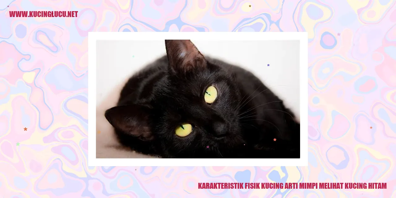 Gambar Kucing Hitam