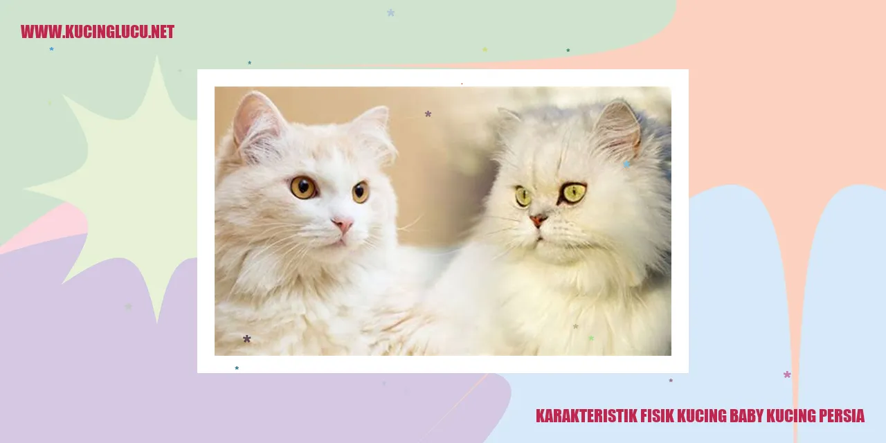 Karakteristik Fisik Kucing Bayi Kucing Persia