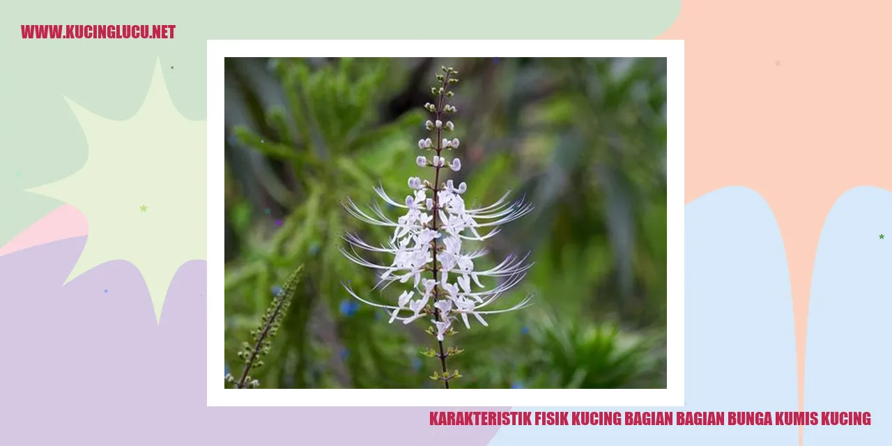 Karakteristik Fisik Kucing: Bagian-bagian Bunga Kumis Kucing