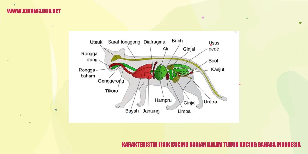 Karakteristik Fisik Kucing bagian dalam tubuh kucing bahasa indonesia