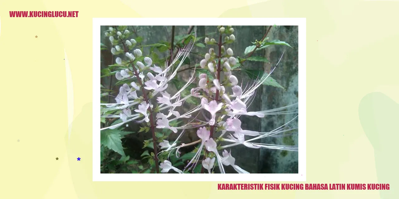 Karakteristik Fisik Kucing