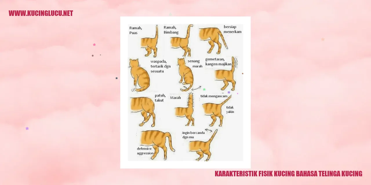 Karakteristik Fisik Kucing