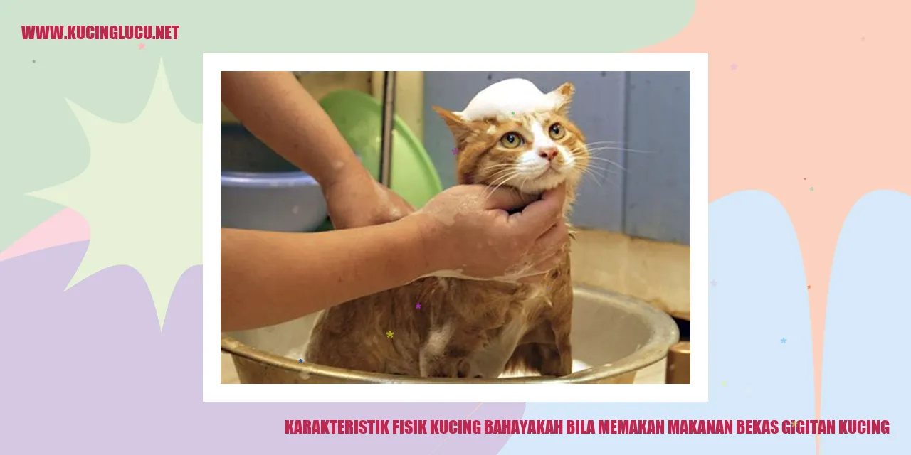 Karakteristik Fisik Kucing