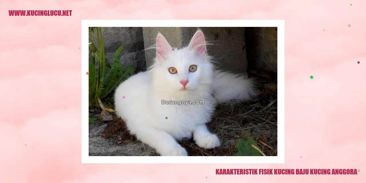 Karakteristik Fisik Kucing Baju Kucing Anggora