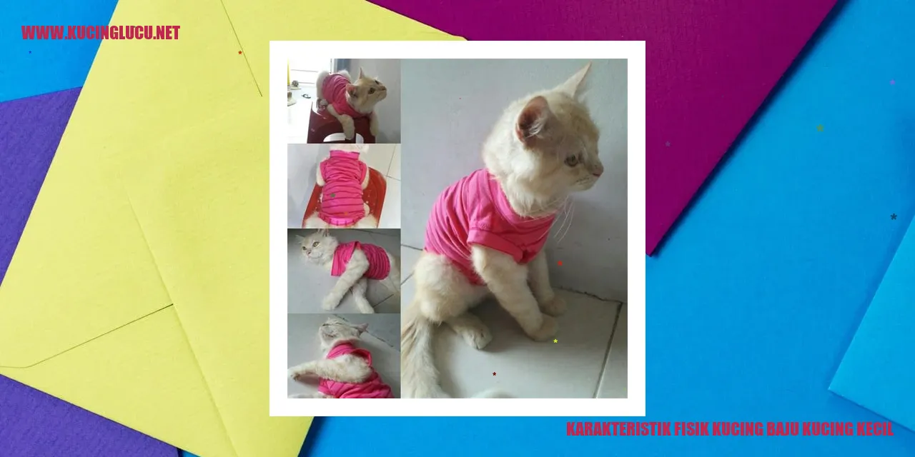 Kucing Baju Kucing Kecil