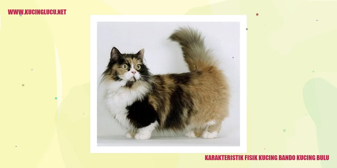 Karakteristik Fisik Kucing Bando Kucing Bulu