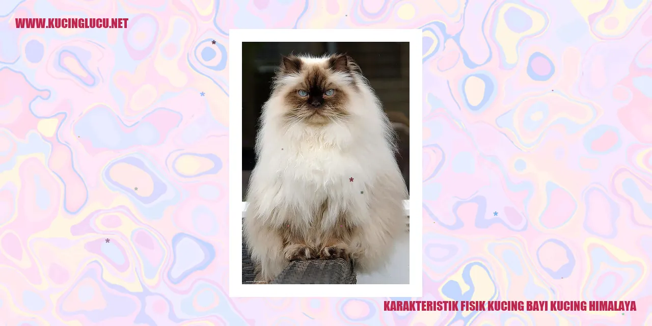 Karakteristik Fisik Kucing bayi kucing himalaya