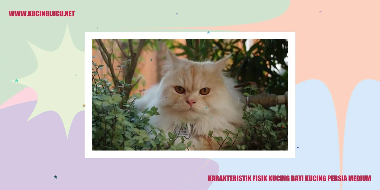 Bayi Kucing Persia Medium