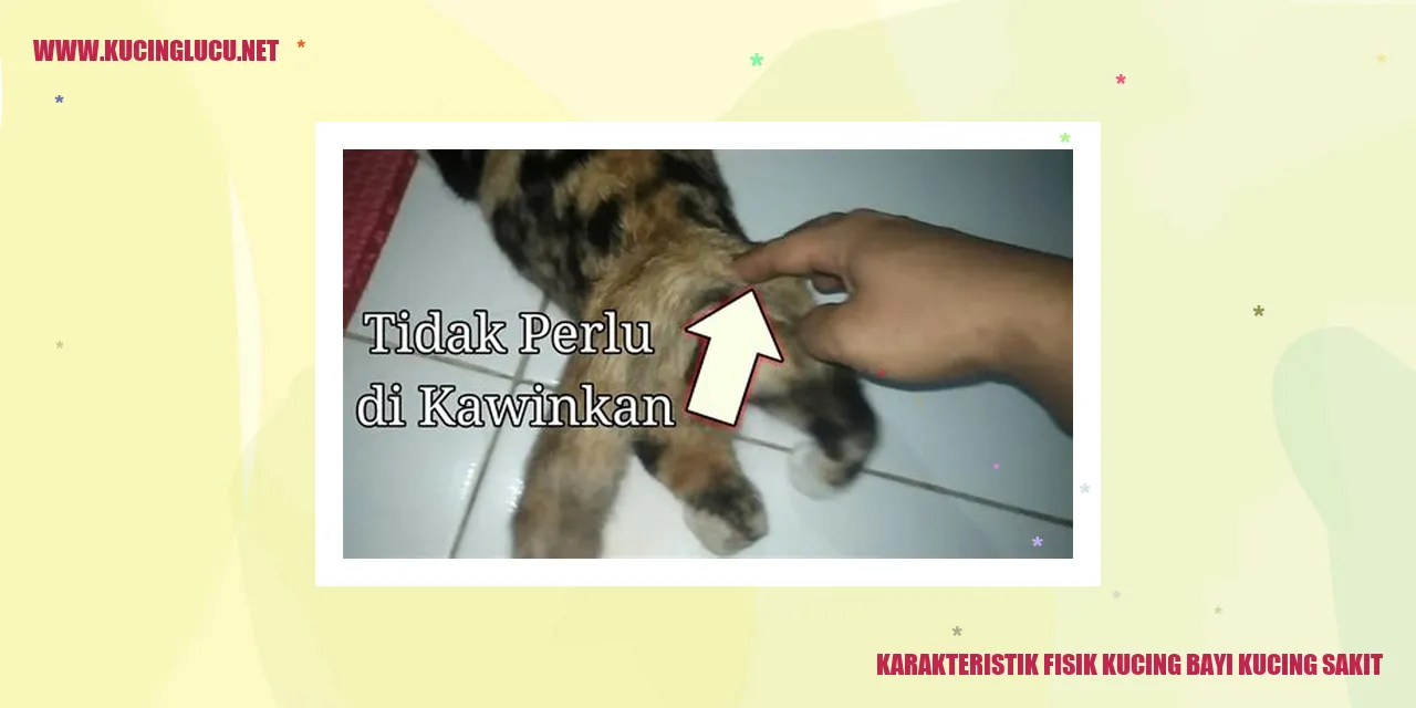 Karakteristik Fisik Kucing Bayi yang Sedang Sakit