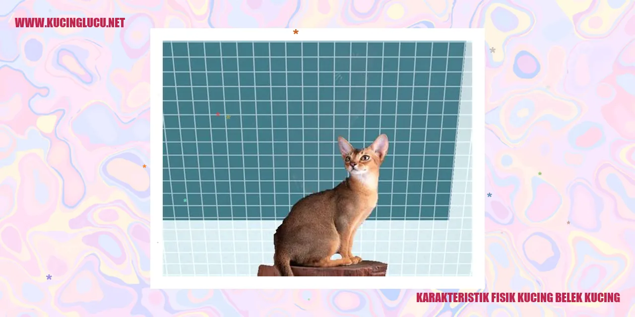 Karakteristik Fisik Kucing Belek Kucing