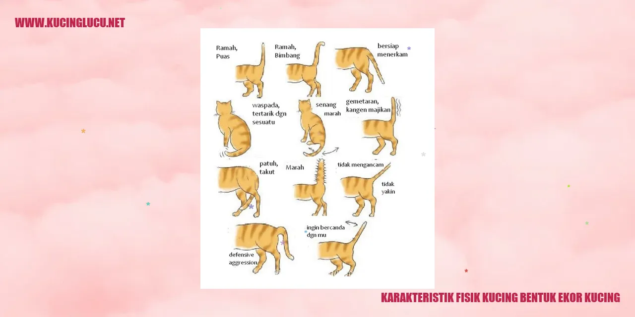 Karakteristik Fisik Kucing bentuk ekor kucing