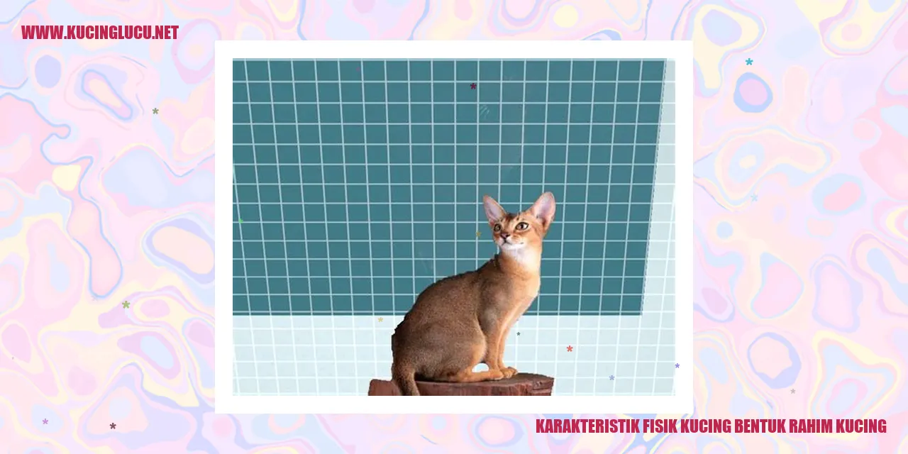 Karakteristik Fisik Kucing Bentuk Rahim Kucing