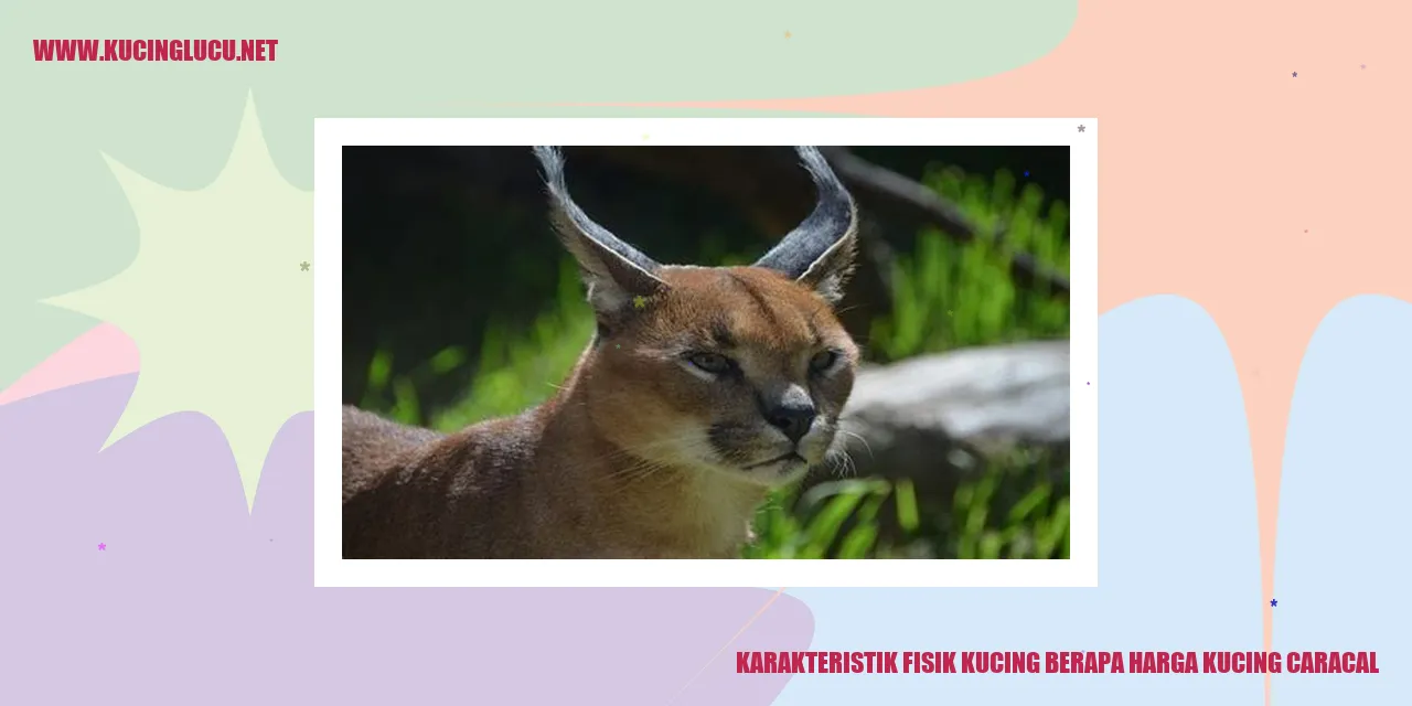 Kucing Caracal