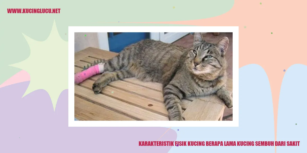 Karakteristik Fisik Kucing