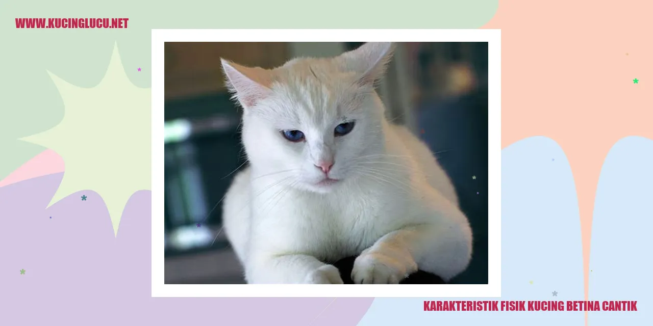 Karakteristik Fisik Kucing Betina Cantik