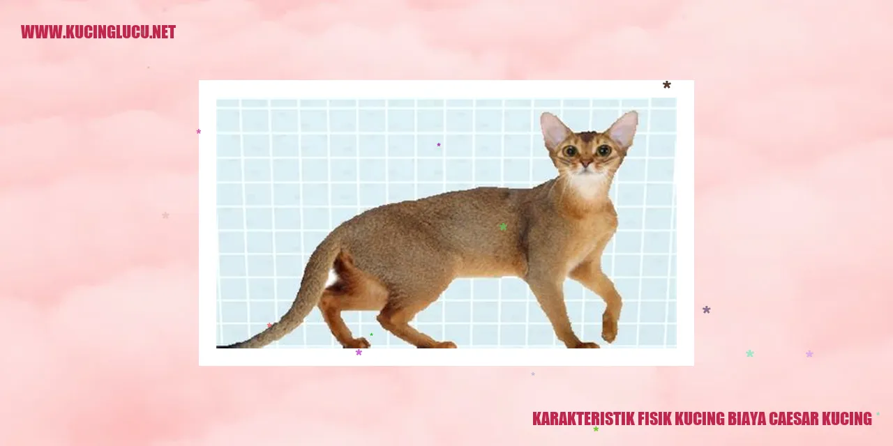 Karakteristik Fisik Kucing