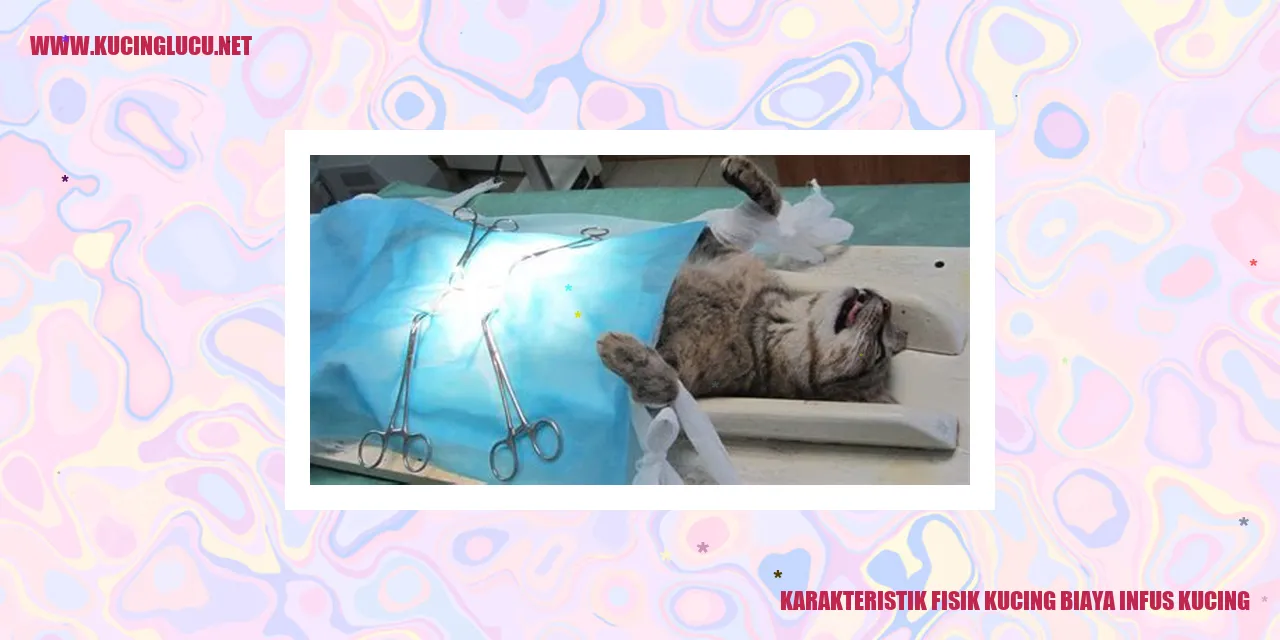 Karakteristik Fisik Kucing biaya infus kucing