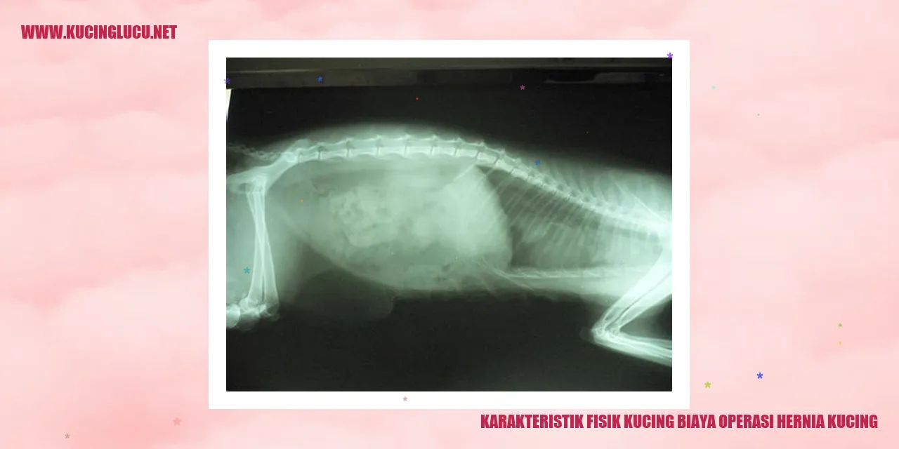 Karakteristik Fisik Kucing