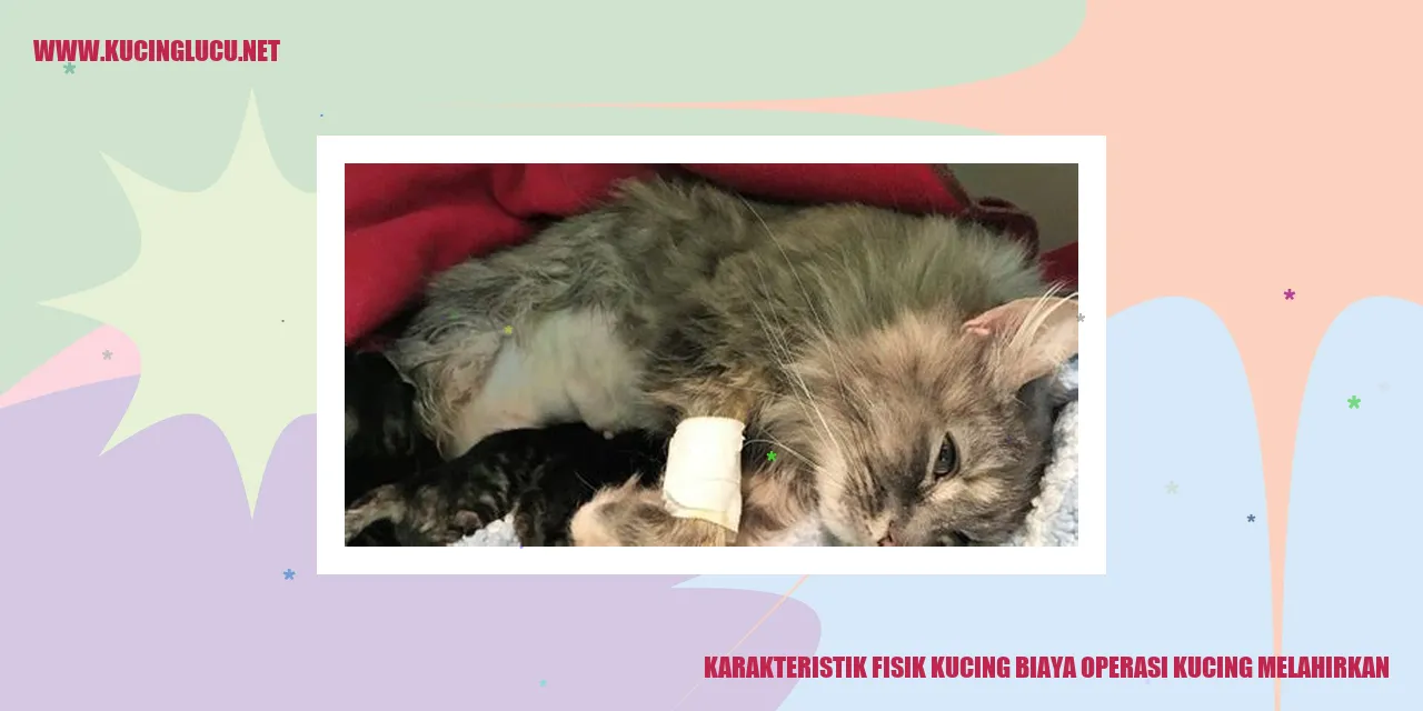 Karakteristik Fisik Kucing