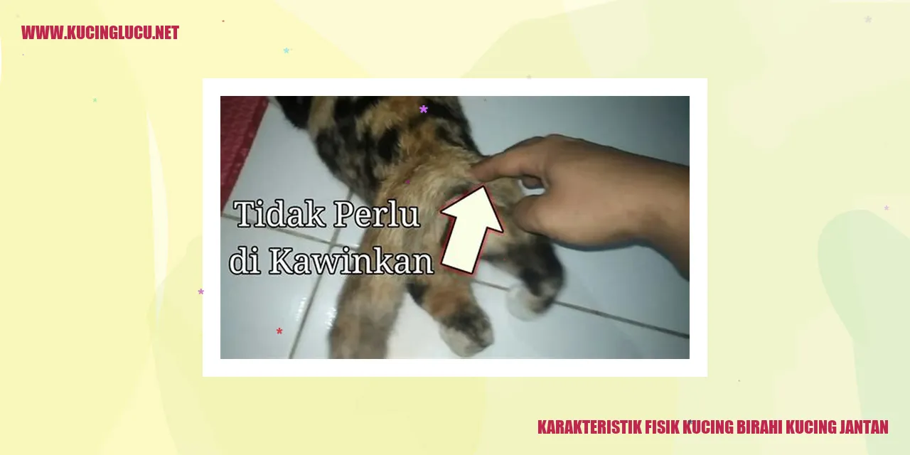 Gambar kucing jantan sedang birahi