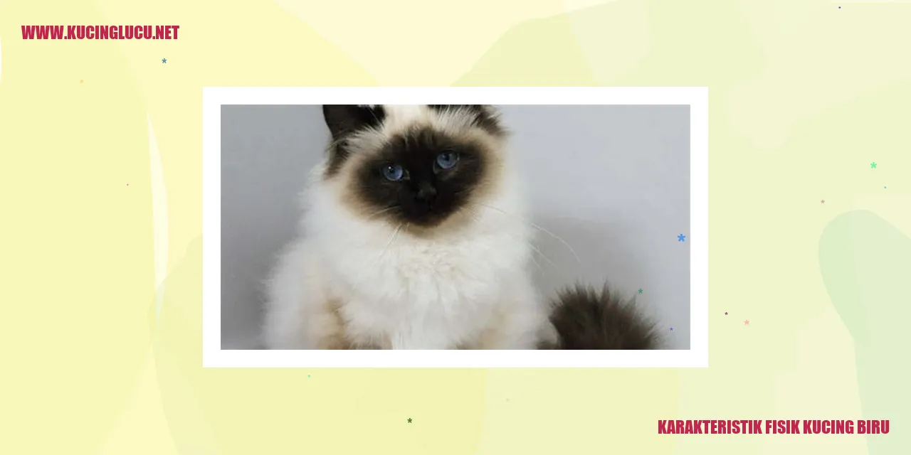 Karakteristik Fisik Kucing Biru