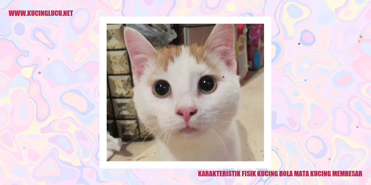 Karakteristik Fisik Kucing bola mata kucing membesar