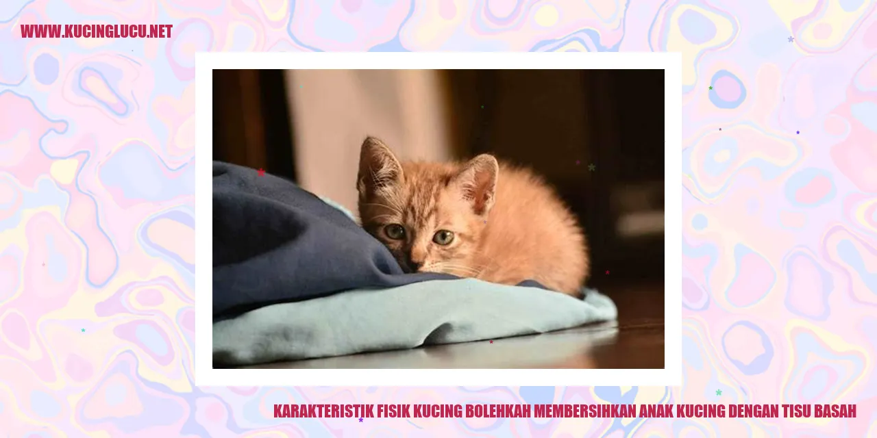 Gambar Kucing