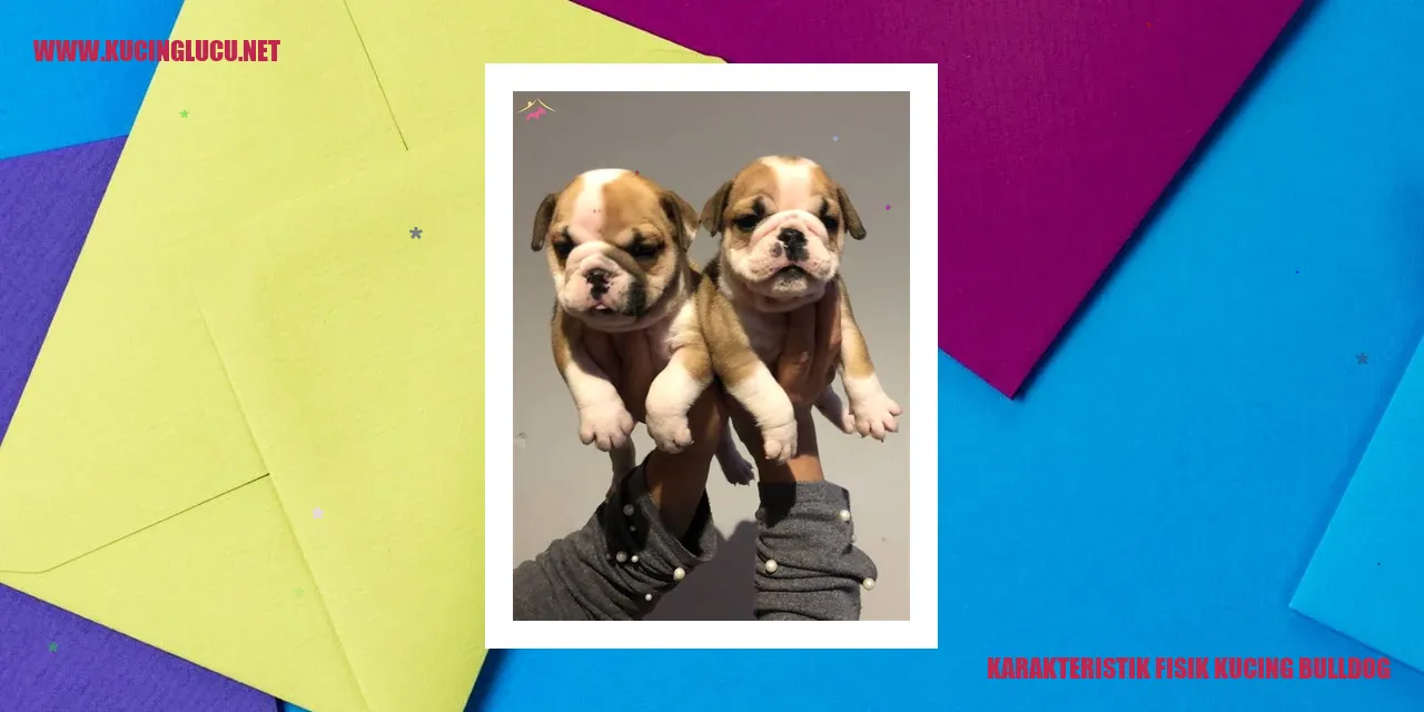 Kucing Bulldog