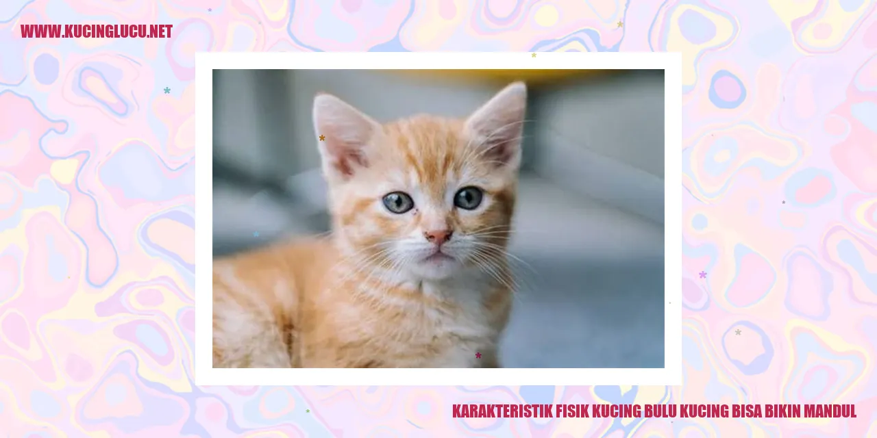 Karakteristik Fisik Kucing bulu kucing bisa bikin mandul