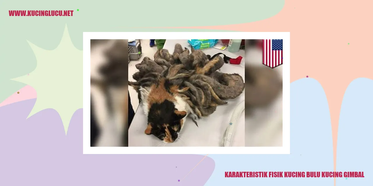 Karakteristik Fisik Kucing bulu kucing gimbal