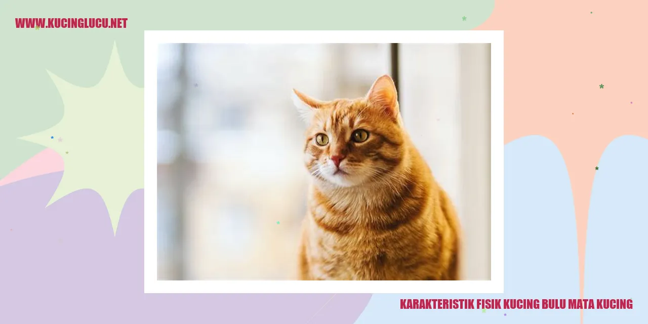 Karakteristik Fisik Kucing Bulu Mata Kucing