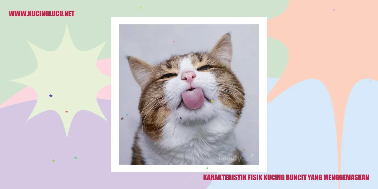 kucing buncit yang menggemaskan