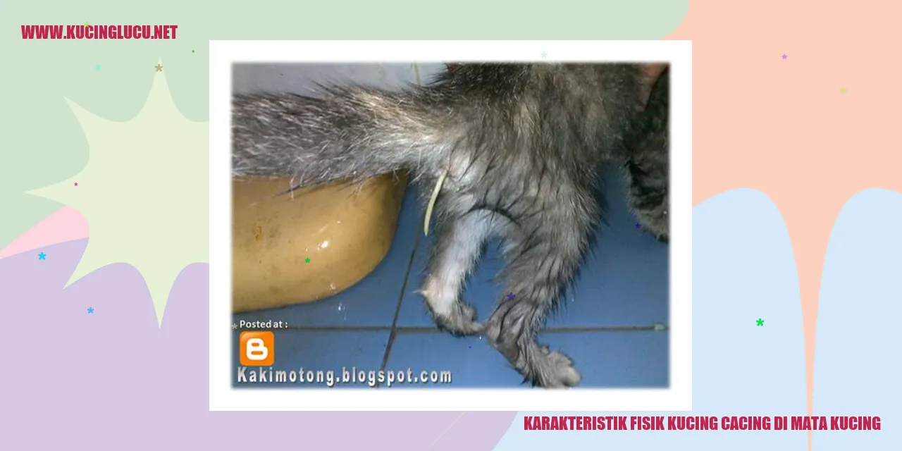 Karakteristik Fisik Kucing cacing di mata kucing