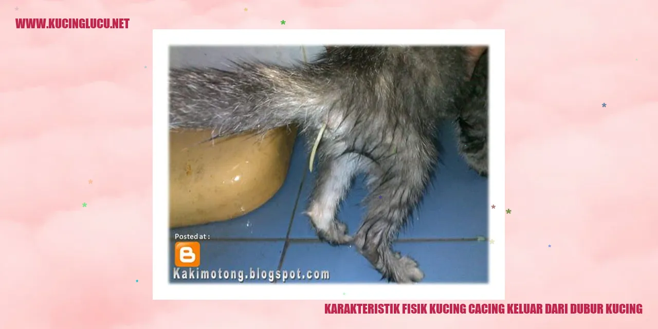 Gambar Kucing dengan Cacing di Duburnya