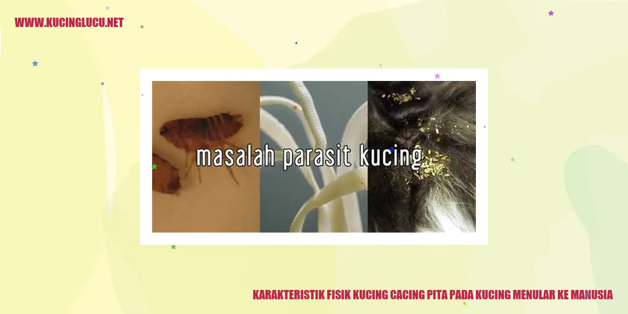 Gambar Kucing Cacing Pita