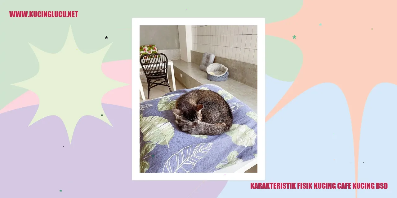 Karakteristik Fisik Kucing Cafe Kucing BSD