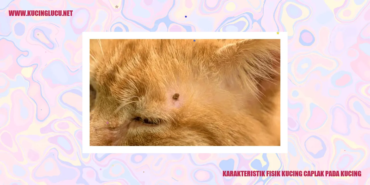 Karakteristik Fisik Kucing caplak pada kucing