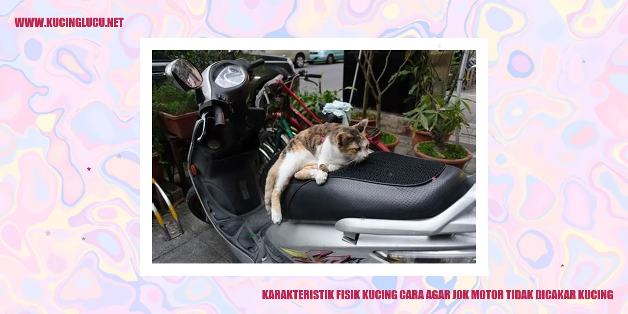 Karakteristik Fisik Kucing dan Cara Mencegah Mereka Menggores Jok Motor