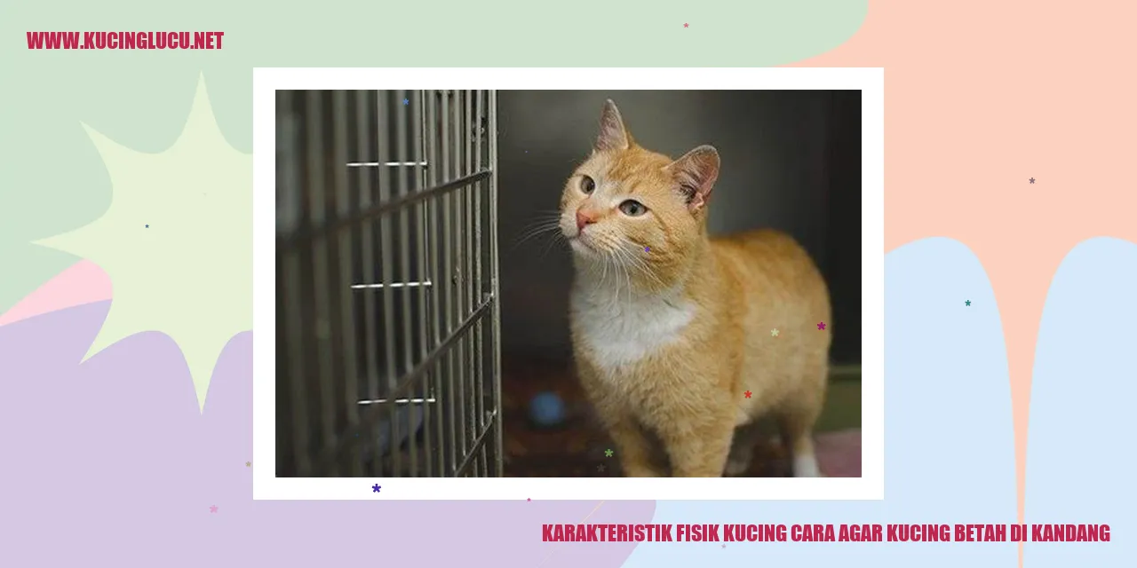 Gambar Kucing yang Menarik