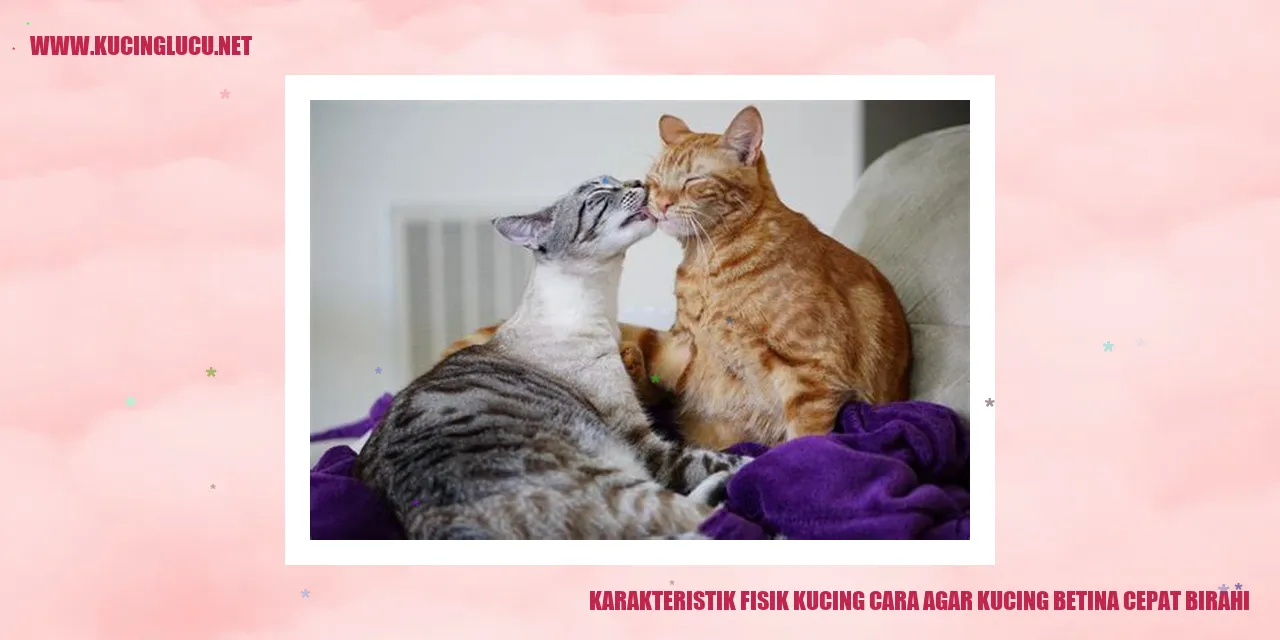 Karakteristik Fisik Kucing dan Cara Mempercepat Kucing Betina agar Birahi