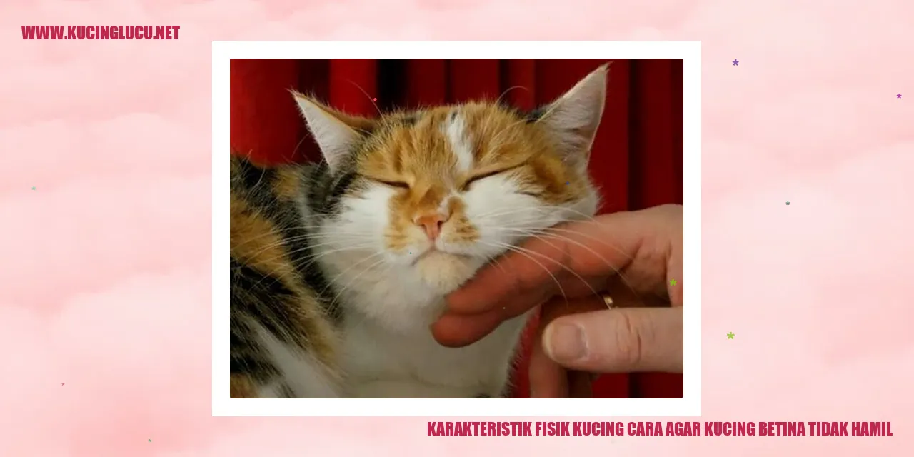 gambar karakteristik fisik kucing