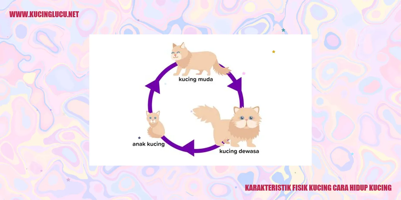 Karakteristik Fisik Kucing cara hidup kucing