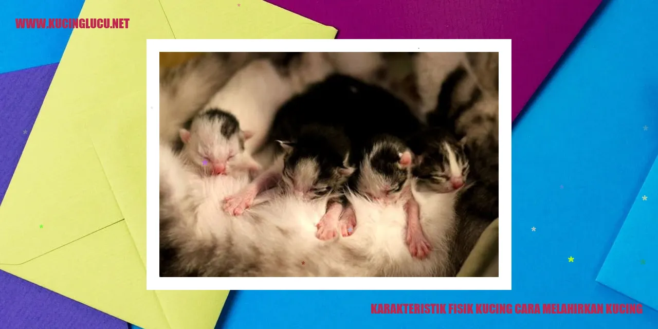 Karakteristik Fisik Kucing dan Cara Melahirkan Kucing