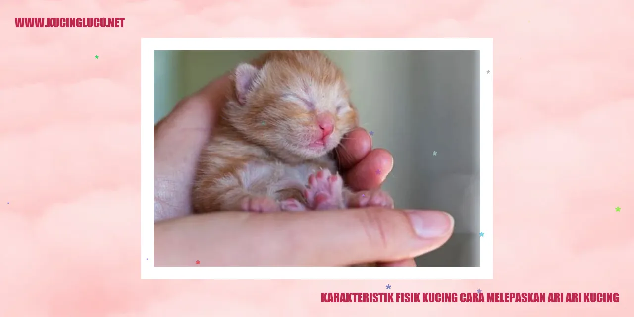 Kucing dengan Kepibadian Unik