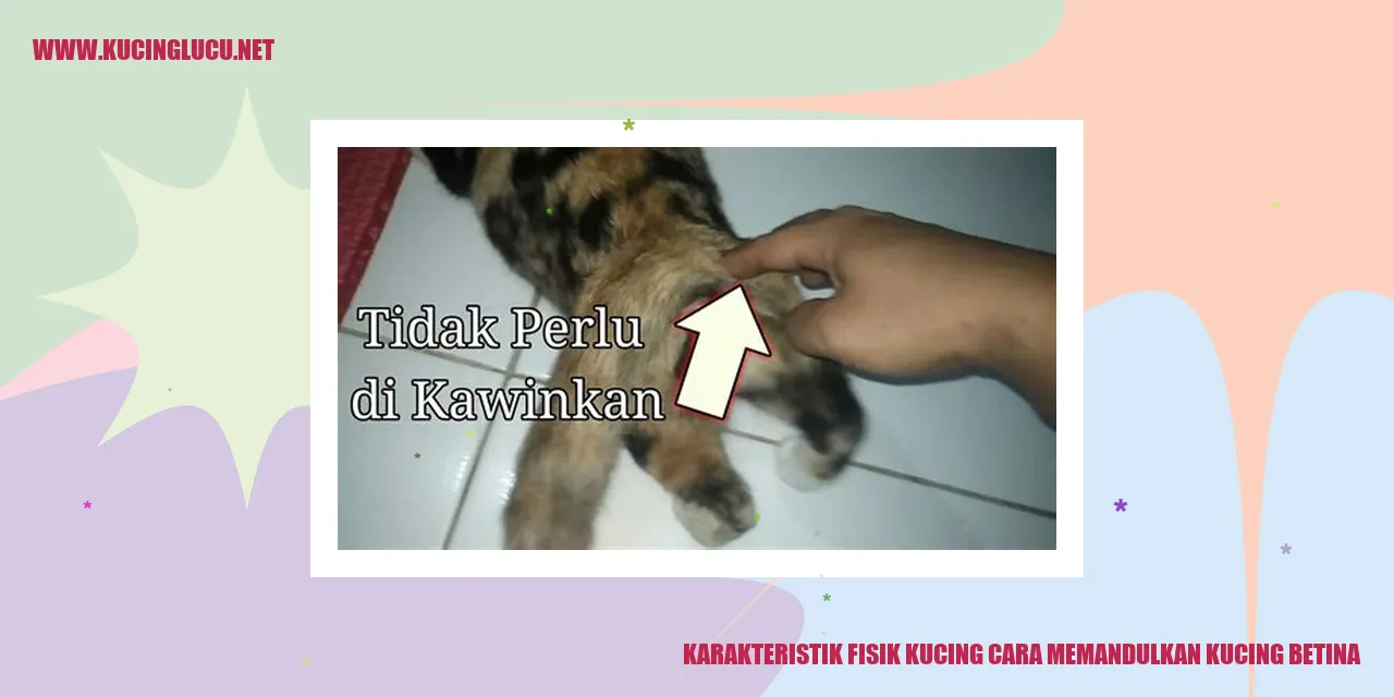 Karakteristik Fisik Kucing dan Manfaat Memandulkan Kucing Betina