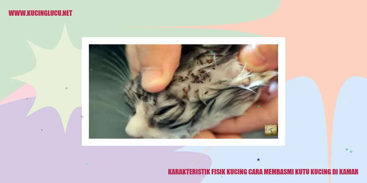 Gambar Kucing