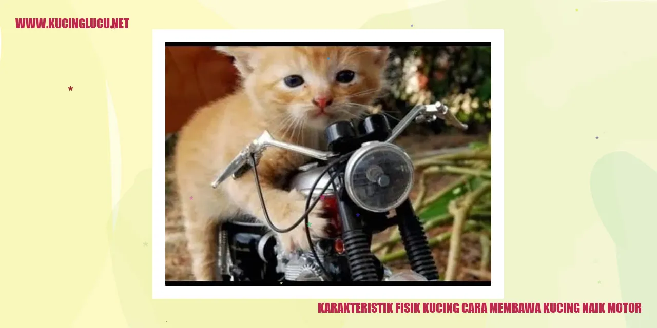 Karakteristik Fisik Kucing dan Petunjuk Membawa Kucing Naik Motor