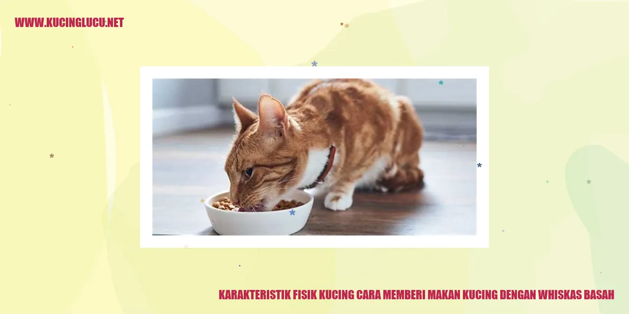 Gambar kucing makan Whiskas Basah