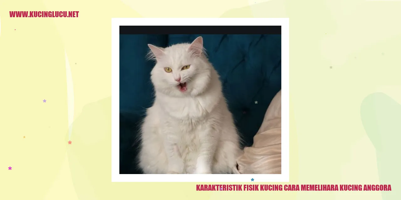 Kucing Anggora