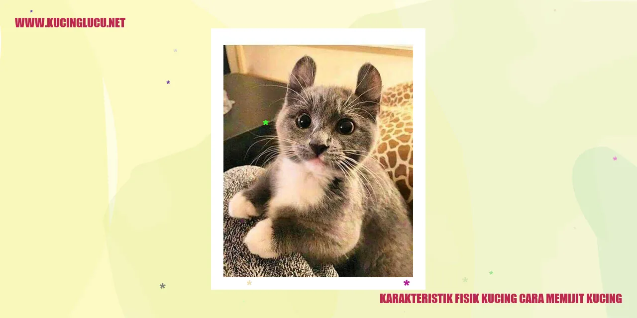 gambar kucing